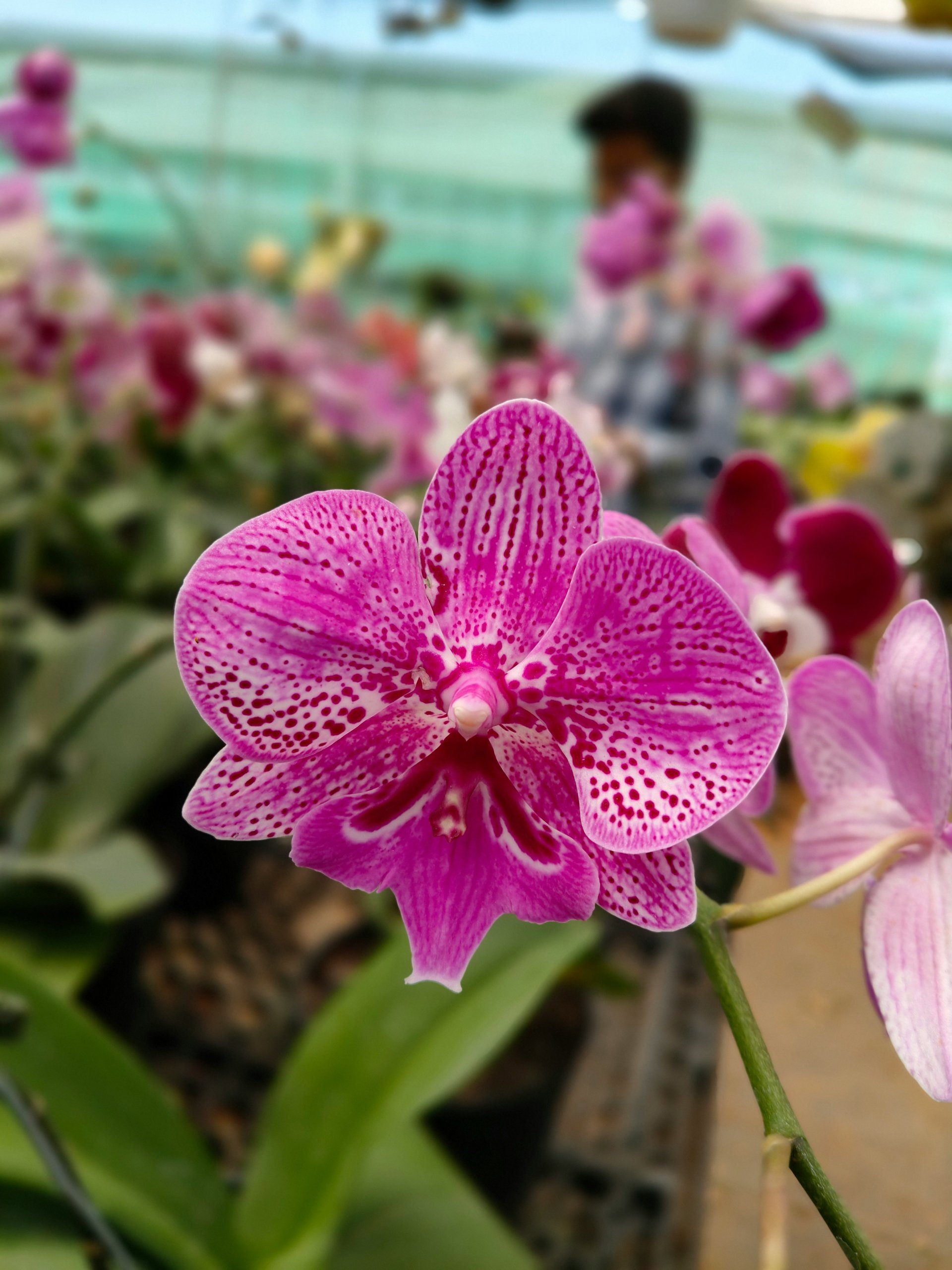 growing orchids in hawaii