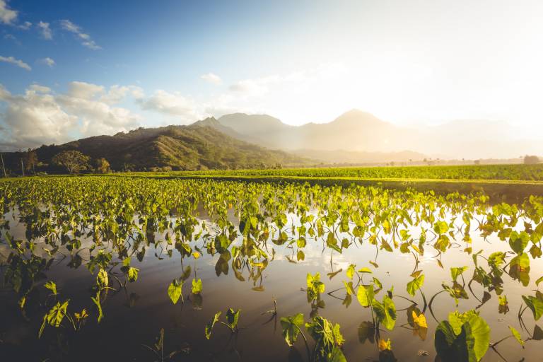 Living in Kauai Moving Advice, Cost of Living, & More Hawaii Life