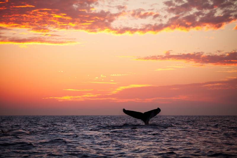 A humpback whale plays in the golden sunset light.