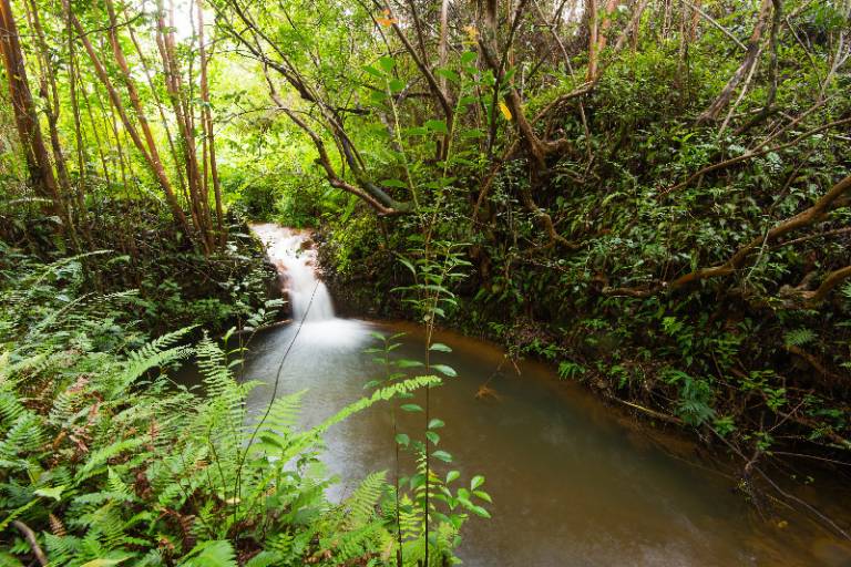 Big Island Horse Properties for Sale Hawaii Real Estate Market