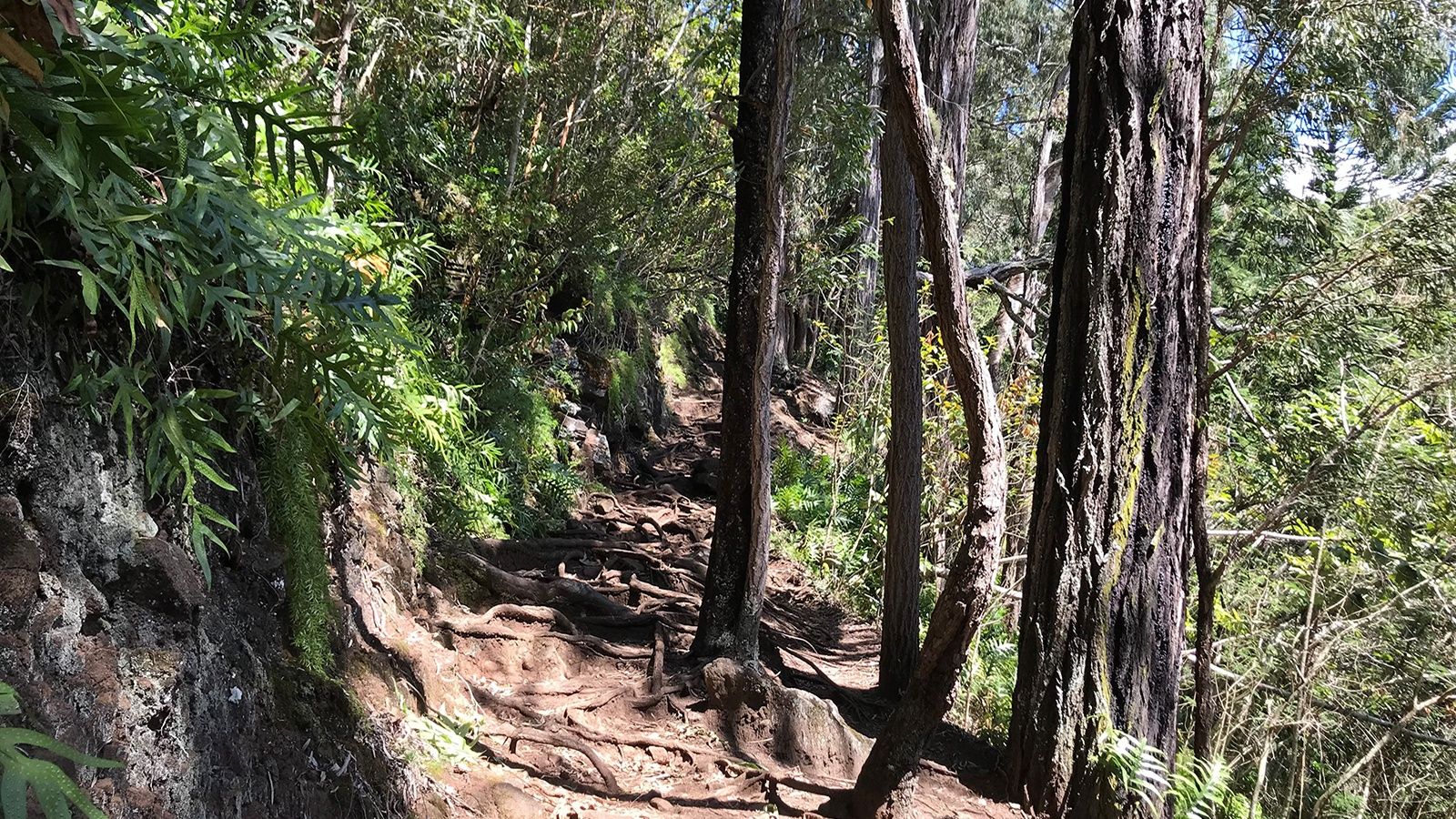 Makiki Valley Trail Loop Hike Honolulu Mauka Trail System Hawaii