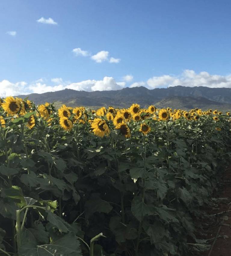 Experience Autumn in Hawaii Hawaii Real Estate Market & Trends