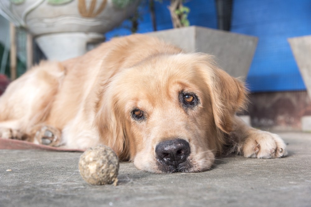 What Do You Mean No Pets Allowed Hawaii Real Estate Market 