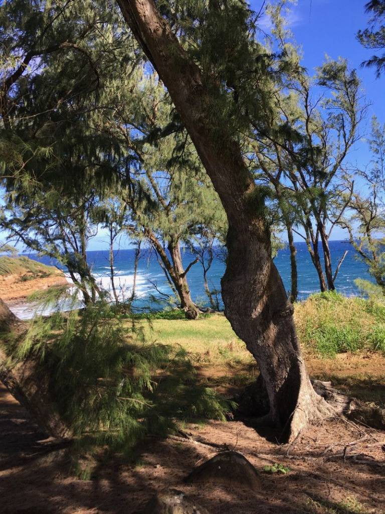 Hawi to Kapaʻau 2017 Vacant Land Sales in North Kohala Hawaii Real