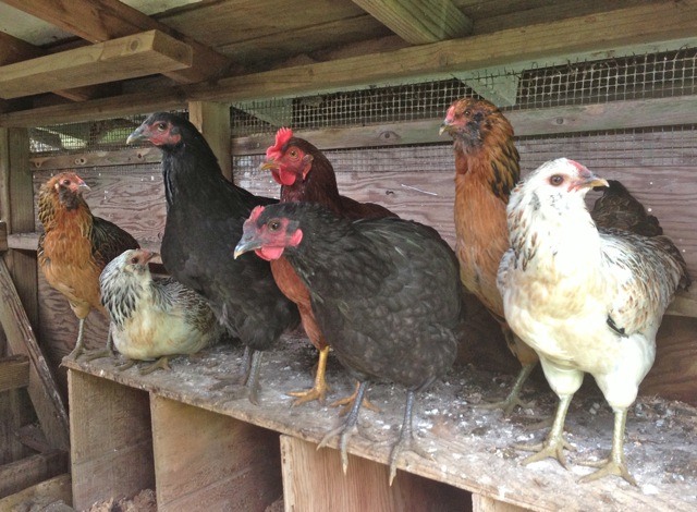 Egg laying hens in their coop