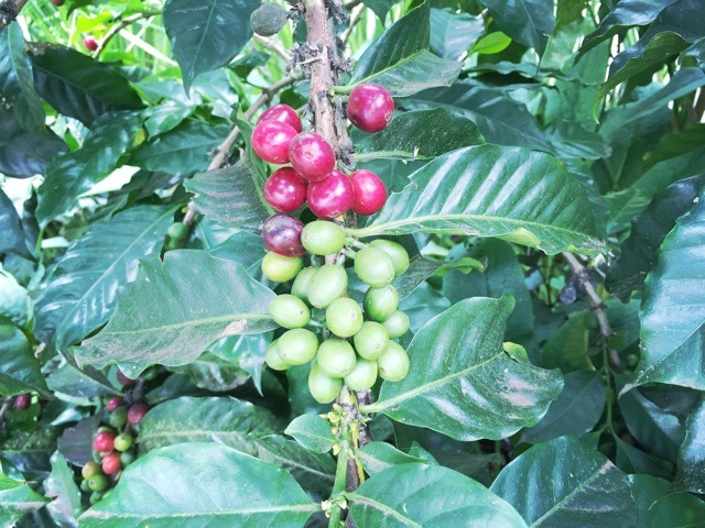 Coffee beans growing on Maui