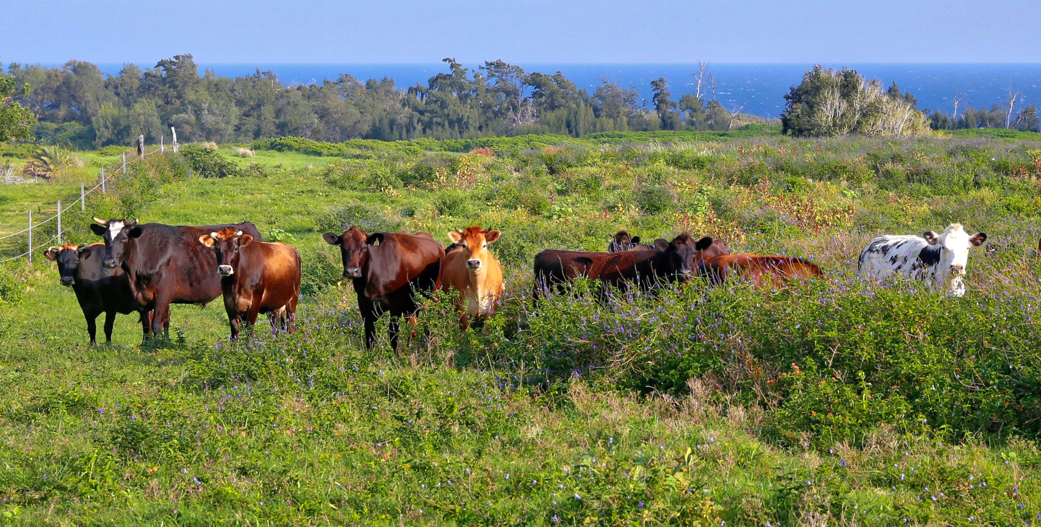 cattle grazing acreage