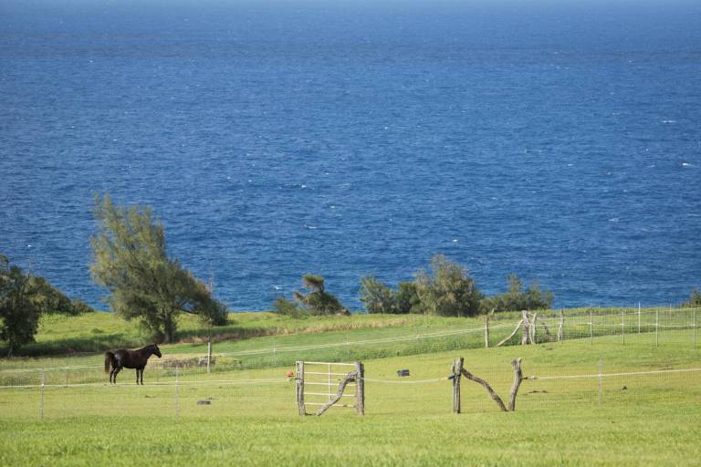 Horse Property for Sale on Hawaii Island Hawaii Real Estate Market