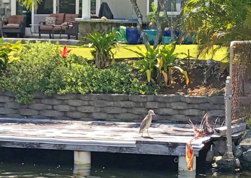 birds-at waterfront homes in kailua