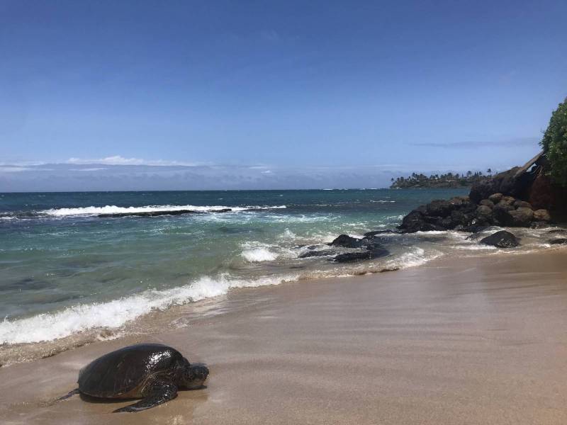 hawaiian sea turtle rests on Tavares Beach