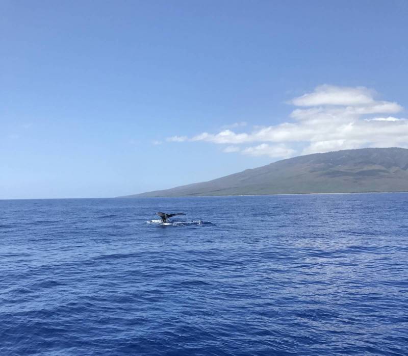 Maui Humpback Whale Breaching