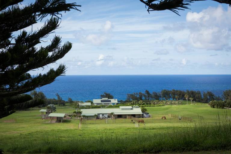Big Island HorseFriendly Properties For Sale Hawaii Real Estate