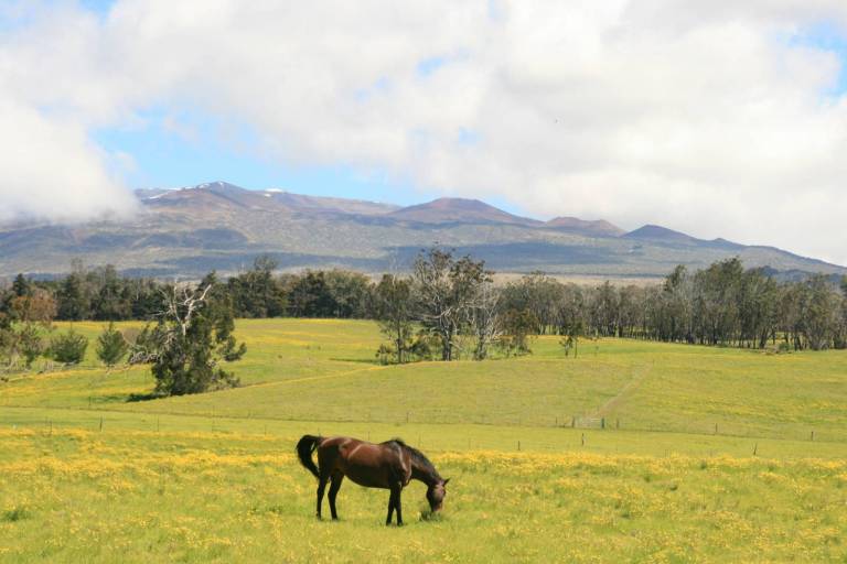 Big Island HorseFriendly Properties For Sale Hawaii Real Estate Market & Trends Hawaii Life