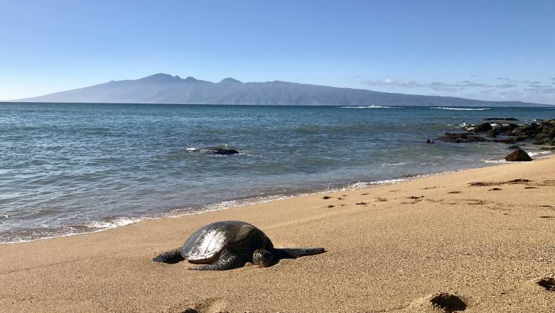 Modern Postcard Visit Maui Hawaii The Mermaid Capital of the World Turtle etc 