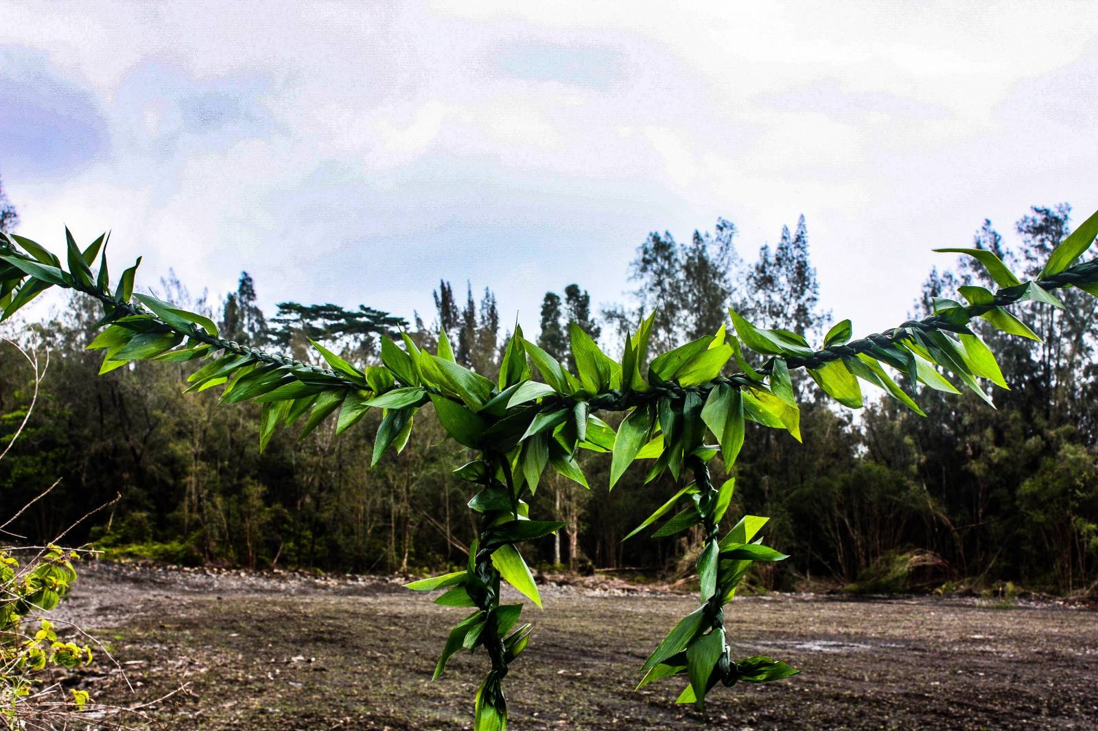 A Hilo Purchase of 283 Acres Marks A New Beginning For Kili Islanders