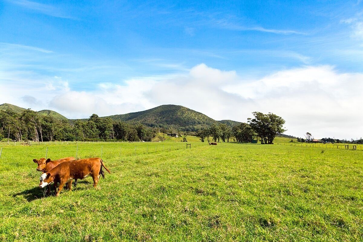 Hawaii Island Horse Properties for Sale MidYear 2019 Hawaii Real