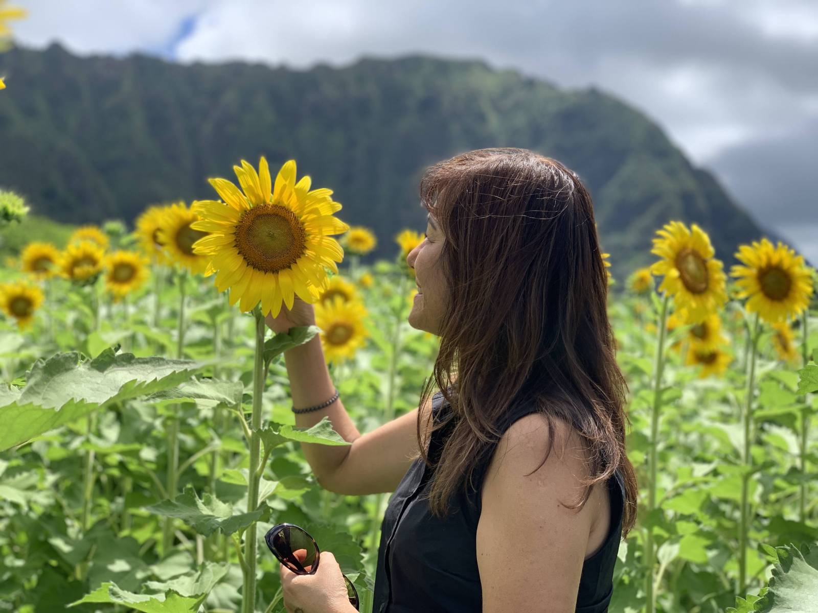 Seeing the Sunflowers in Waimanalo ハワイのひまわり - Hawaii Real