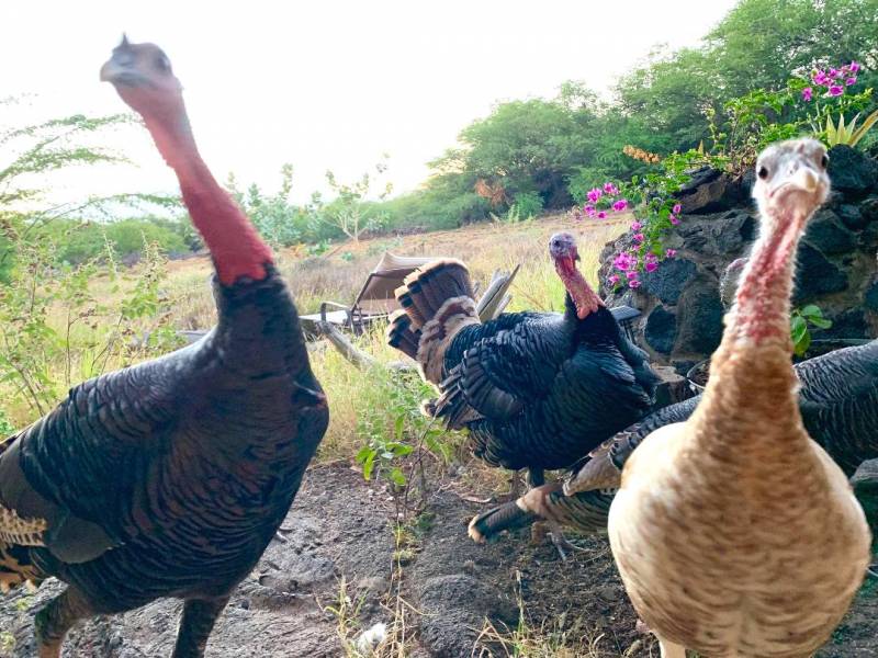 wild turkeys in puako big island