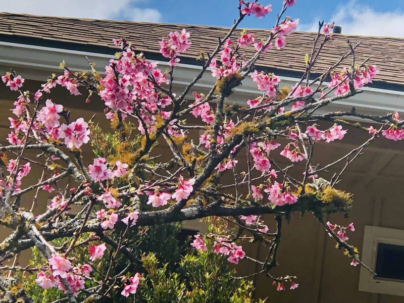Sakura Cherry Blossoms In Bloom In Wahiawa, Oahu Hawaii Real Estate