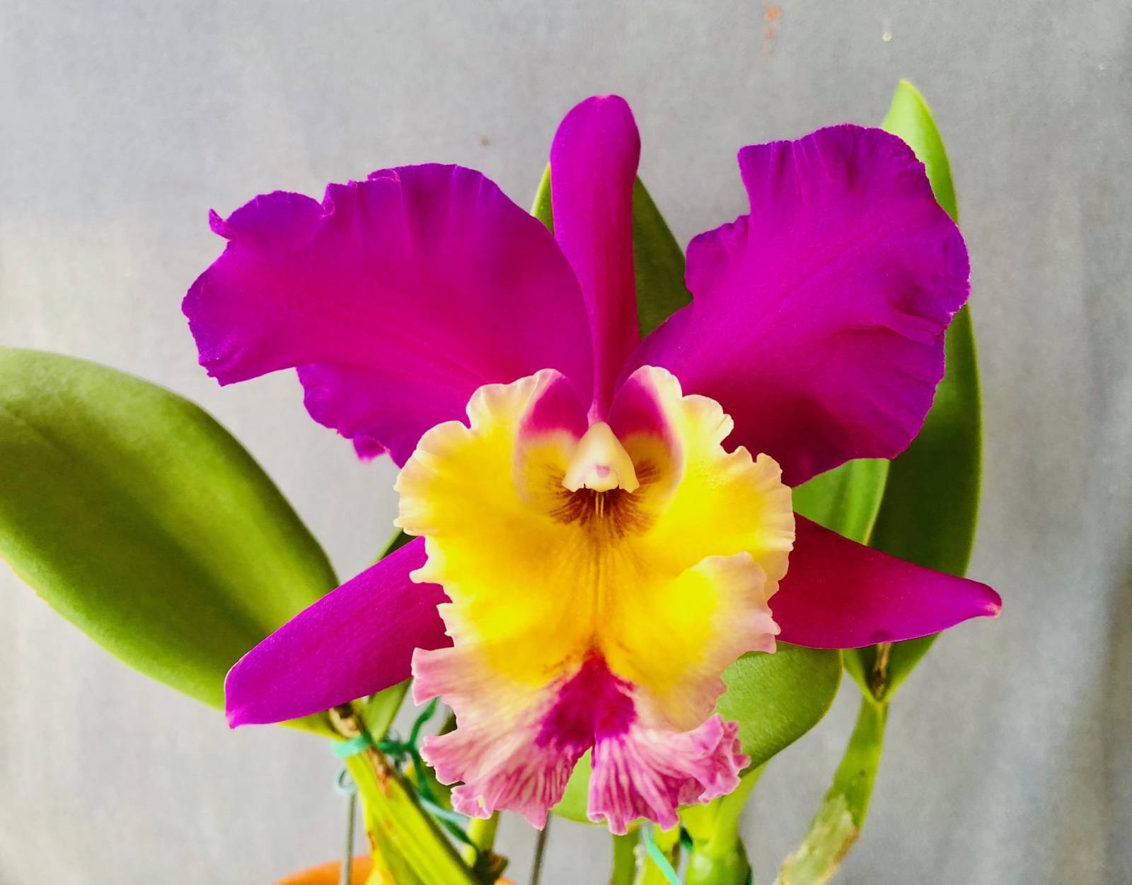 The Orchid Lady - Hawaii Real Estate Market & Trends | Hawaii Life 