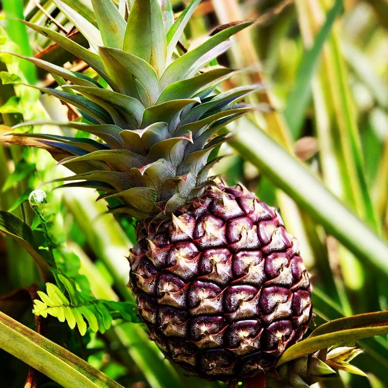 Sugarloaf Pineapple - MLS 636501