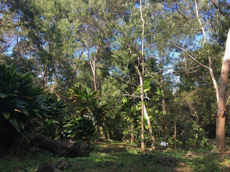Koa trees at Amy Greenwell Garden