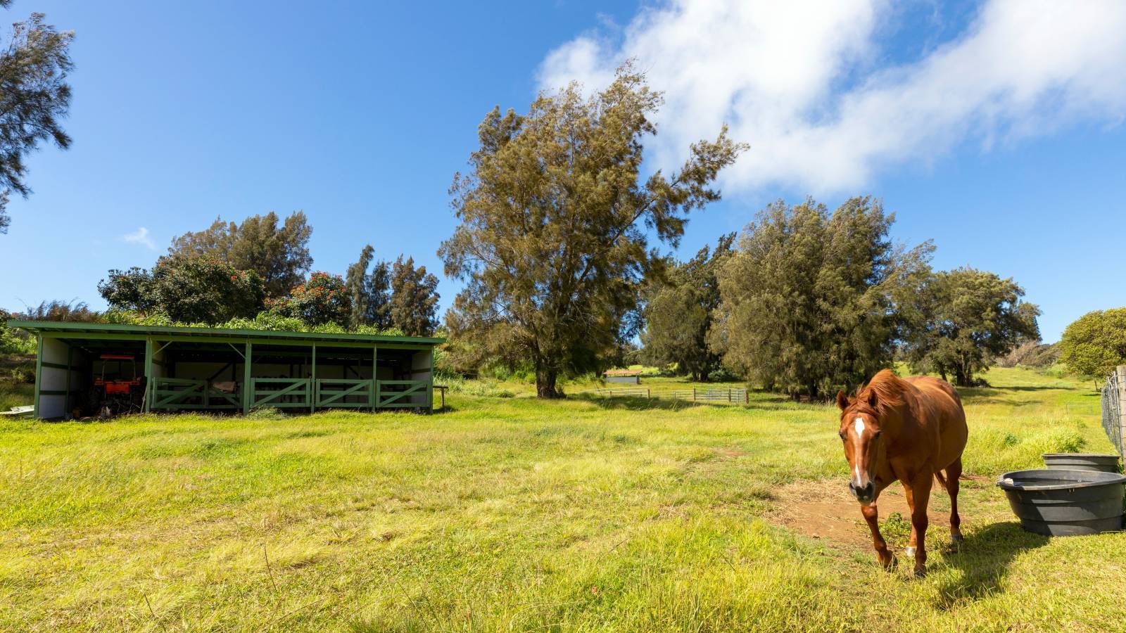 Big Island Horse Properties For Sale Fall 2020 Hawaii Real Estate