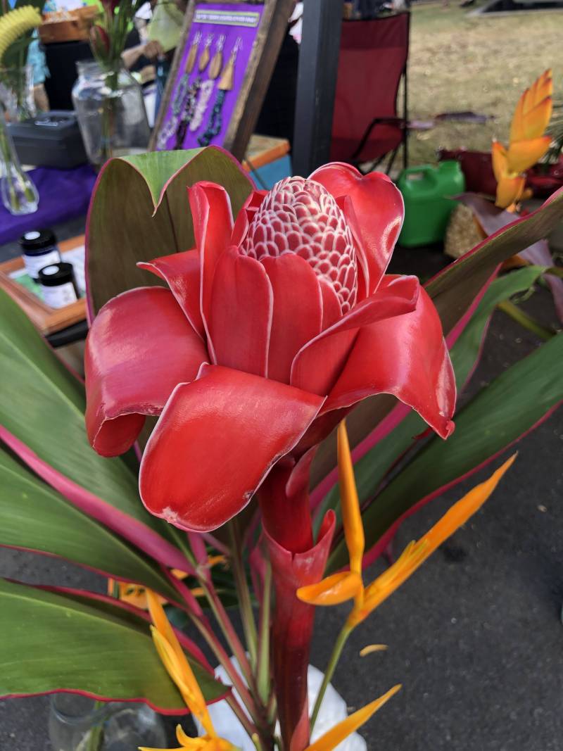 Maui Flowers