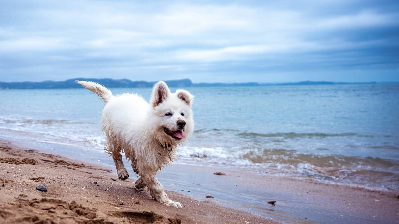 Moving to Hawaii with Pets Hawaii Real Estate Market & Trends Hawaii Life