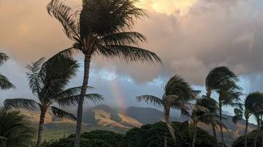 palm trees blowing in west maui