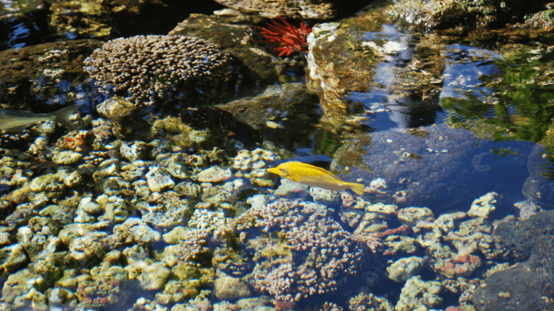 aquaculture royal fishpond at Kīholo