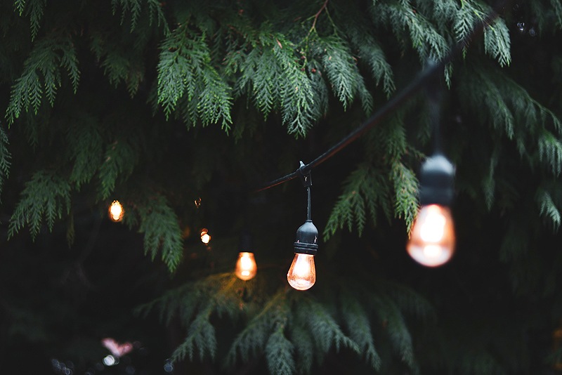 evergreen tree with string lights