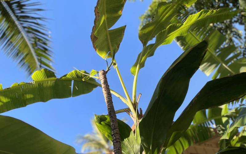 how to grow hawaiian ti plants