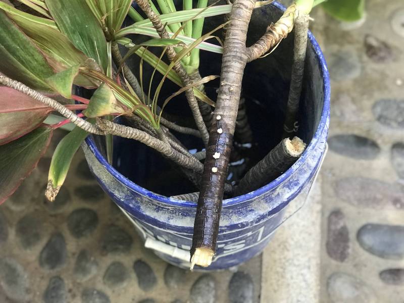 how to grow ti plants from cuttings
