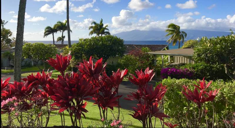 Growing Ti Plants In Hawaii Is Easy, Gardening In Hawaii Tips