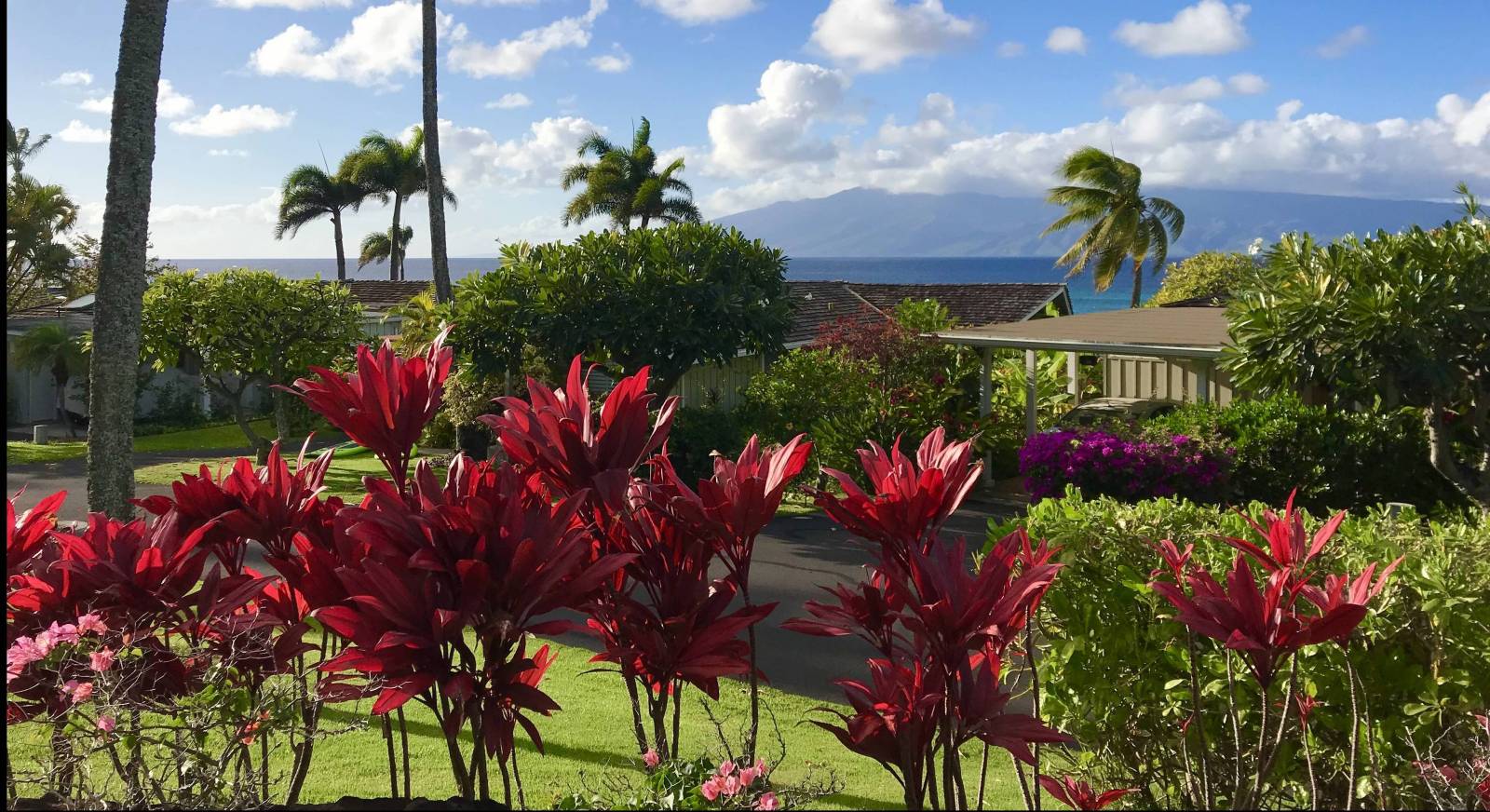 Slid Blå sort Growing Ti Plants in Hawaii is Easy: The Hawaiian Ti Leaf 101 - Hawaii Real  Estate Market & Trends | Hawaii Life