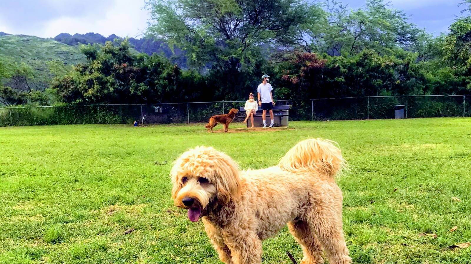 Dog Park in East Honolulu Hawaii Real Estate Market & Trends Hawaii