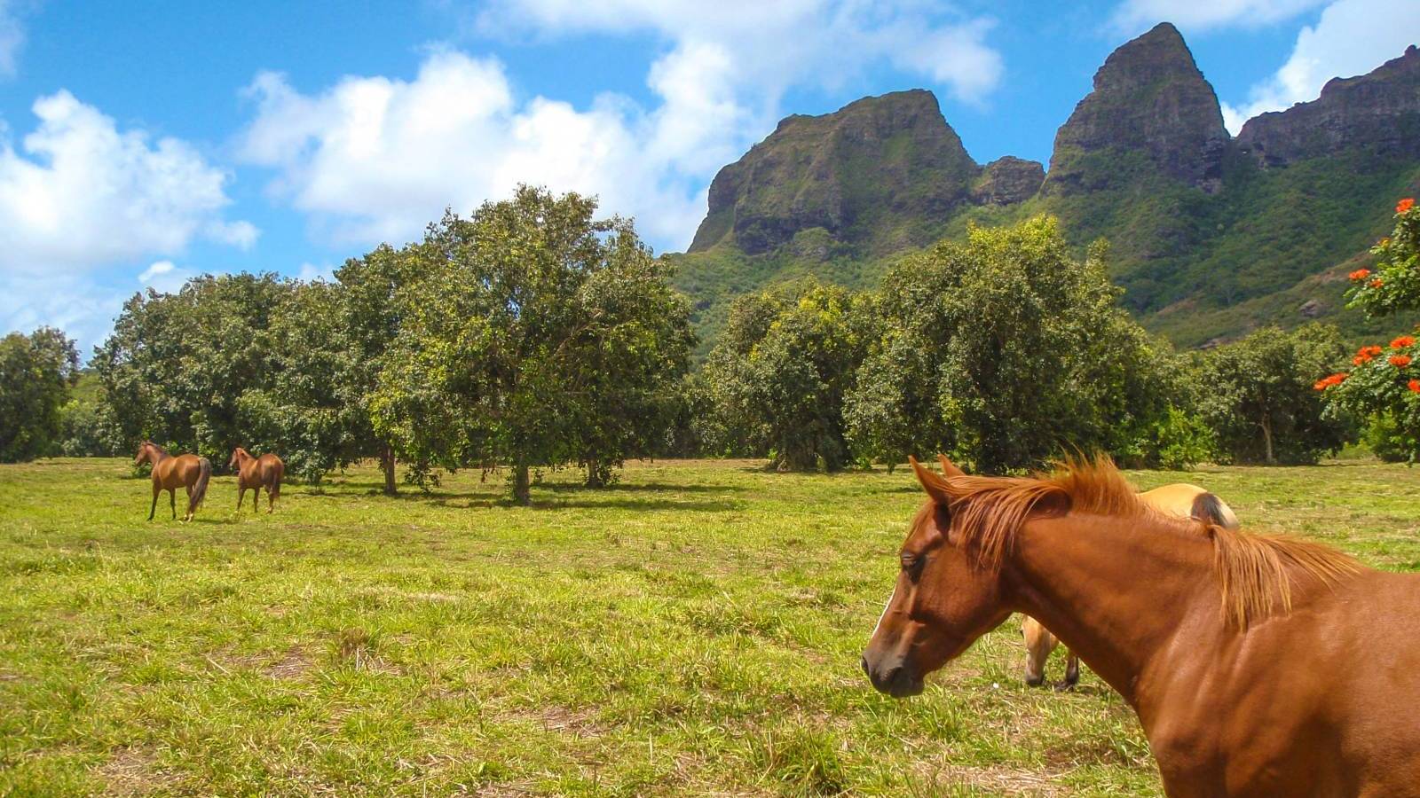 living in the country in kauai