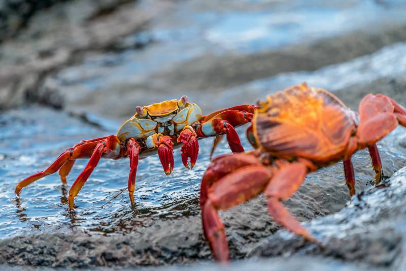 two crabs fighting on hawaii beach