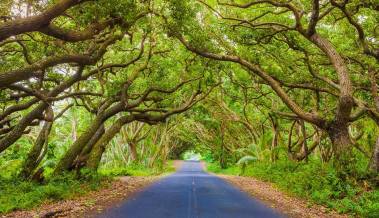 tunnel of trees on big island hawaii