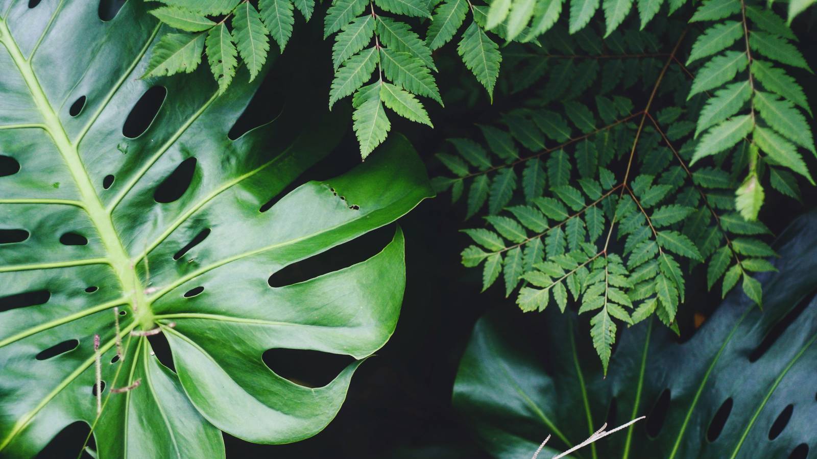 New Construction Homes Oahu Kaikoi at Hoopili Homes by Fawn