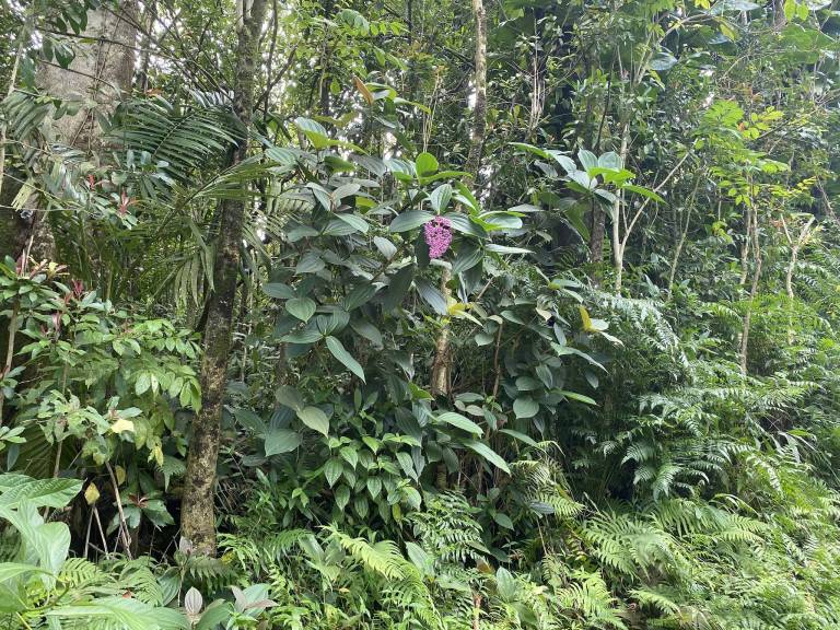 670 Nahiku Road 3 Acres of Maui Jungle Will Require a Lot of Work