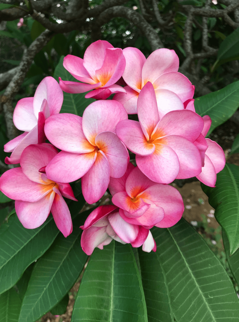plumerias in hawaii