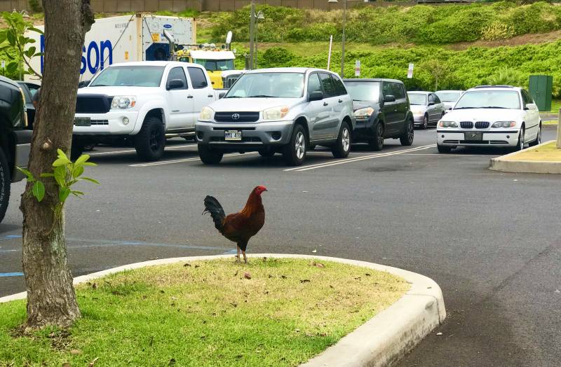 rooster in parking lot in hawaii