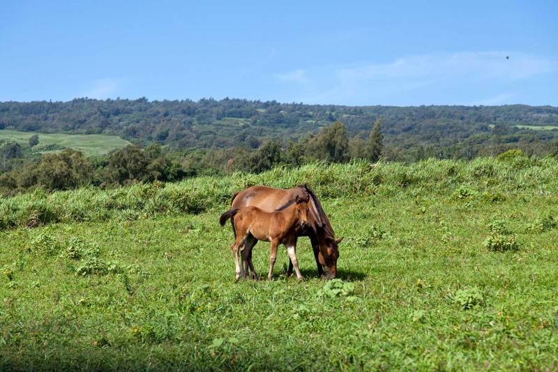 Horses graze vacant land