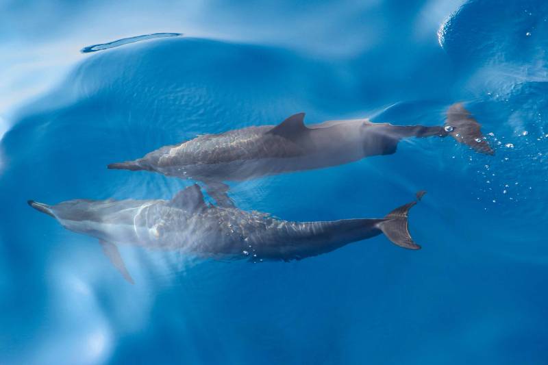 dolphins swim in the ocean