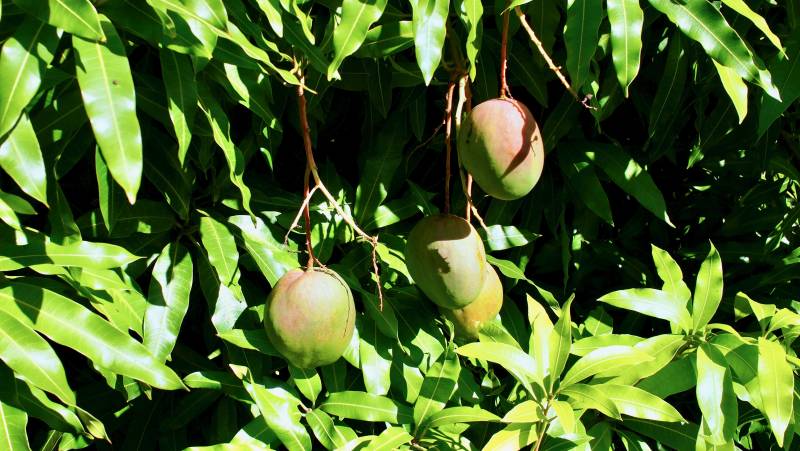 mangos on mango tree in the backyard