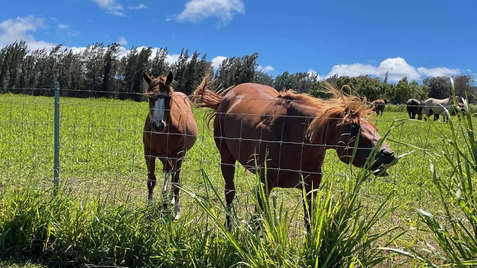 HorseFriendly Property Home on Acreage Near Hawi Hawaii Real Estate