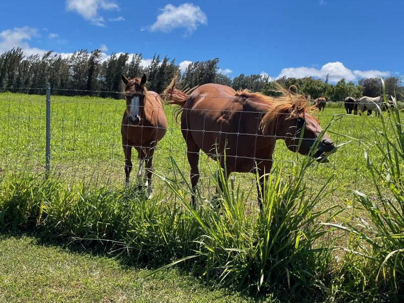 Horses in pasture of Paipo Kane home for sale