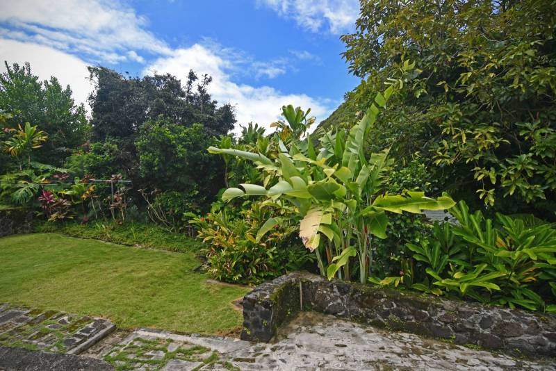 tropical backyard